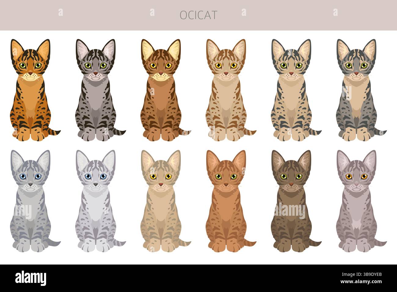 Ocicat, Ocelot Cat Clipart. Alle Lackfarben festgelegt. Infografik zu den Merkmalen aller Katzenrassen. Vektorabbildung Stock Vektor