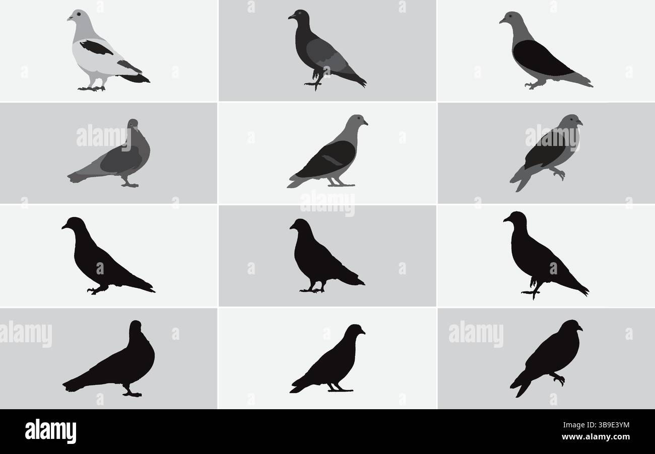 Silhouette und farbige Tauben-Illustrationen – minimalistische Bird Clipart-Kollektion für Natur-, Wildtier- und urbane Tiermotive Stock Vektor