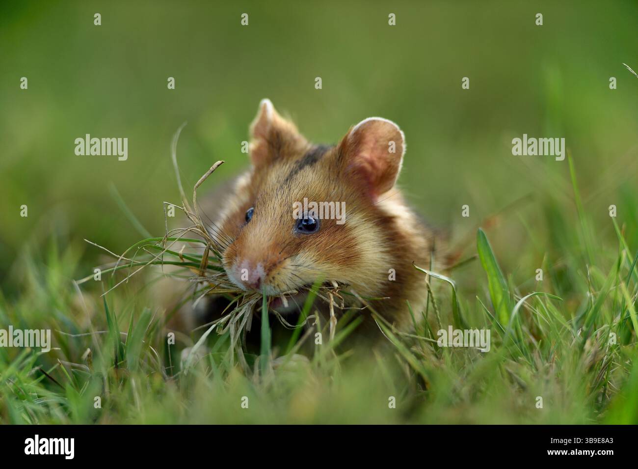 Europäischer Hamster (Cricetus cricetus), auch Schwarzbauchhamster oder gewöhnlicher Hamster genannt, fotografiert in einer Grünfläche in Wien, Österreich. Diese Nagetiere ha Stockfoto