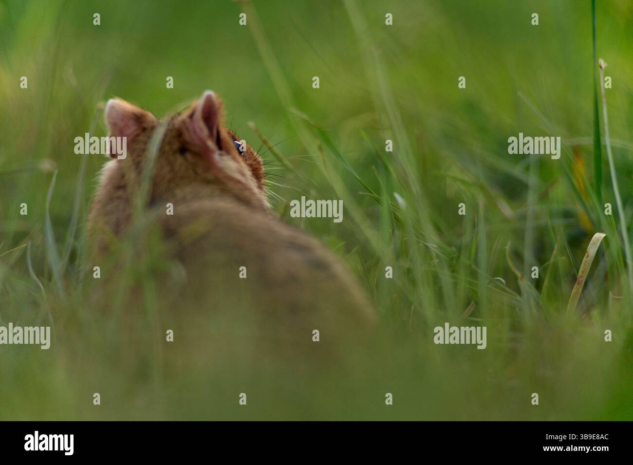 Europäischer Hamster (Cricetus cricetus), auch Schwarzbauchhamster oder gewöhnlicher Hamster genannt, fotografiert in einer Grünfläche in Wien, Österreich. Diese Nagetiere ha Stockfoto