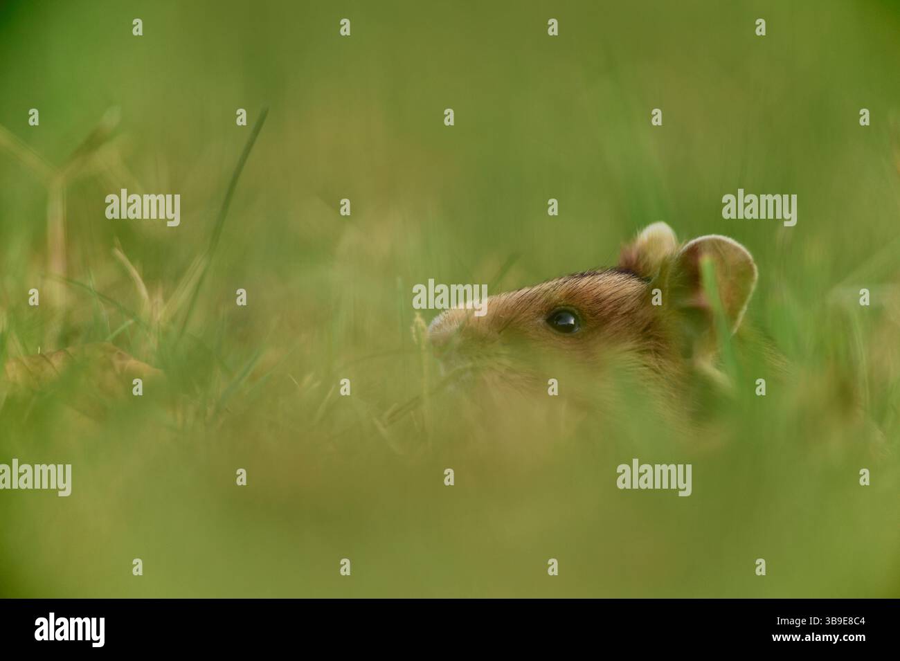 Europäischer Hamster (Cricetus cricetus), auch Schwarzbauchhamster oder gewöhnlicher Hamster genannt, fotografiert in einer Grünfläche in Wien, Österreich. Diese Nagetiere ha Stockfoto
