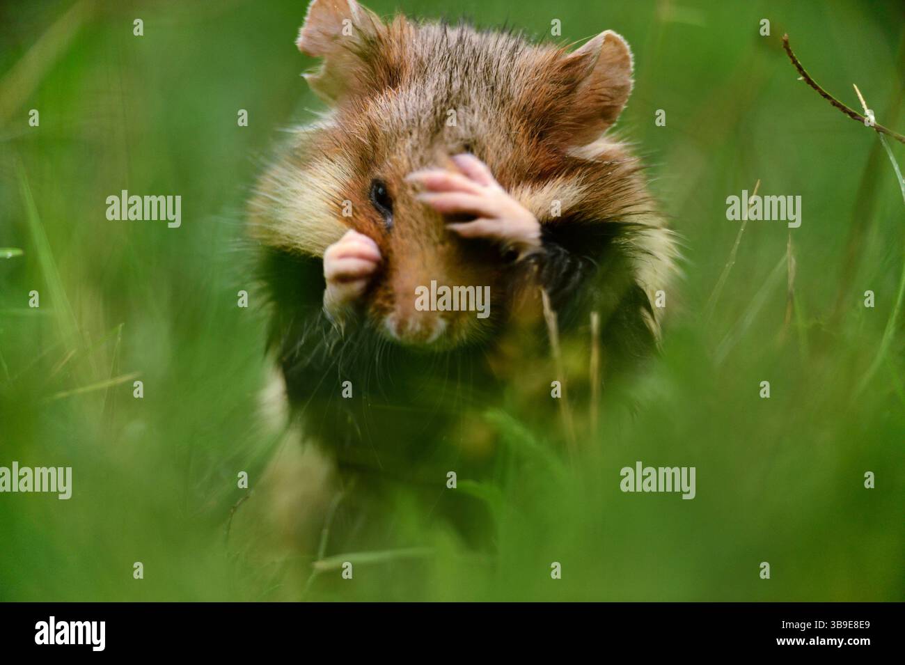 Europäischer Hamster (Cricetus cricetus), auch Schwarzbauchhamster oder gewöhnlicher Hamster genannt, fotografiert in einer Grünfläche in Wien, Österreich. Diese Nagetiere ha Stockfoto