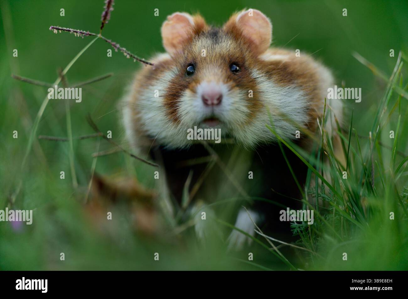 Europäischer Hamster (Cricetus cricetus), auch Schwarzbauchhamster oder gewöhnlicher Hamster genannt, fotografiert in einer Grünfläche in Wien, Österreich. Diese Nagetiere ha Stockfoto