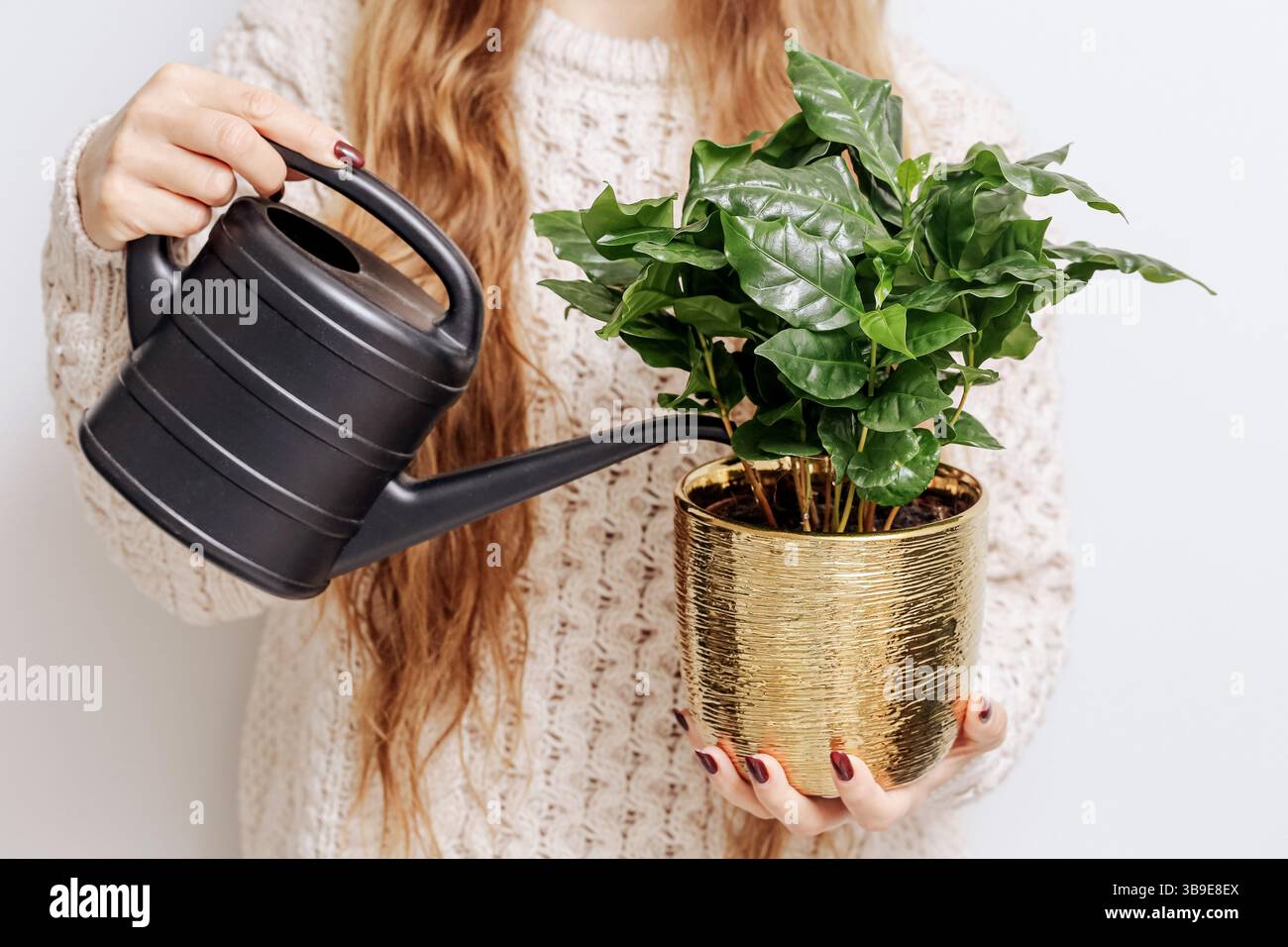 Frau, die eine Zimmerpflanze mit schwarzer Gießkanne bewässert. Grüne Pflanze im goldenen Blumentopf. Gartenpflege im Innenbereich. Konzept für die Pflege und Dekoration von Wohnanlagen Stockfoto