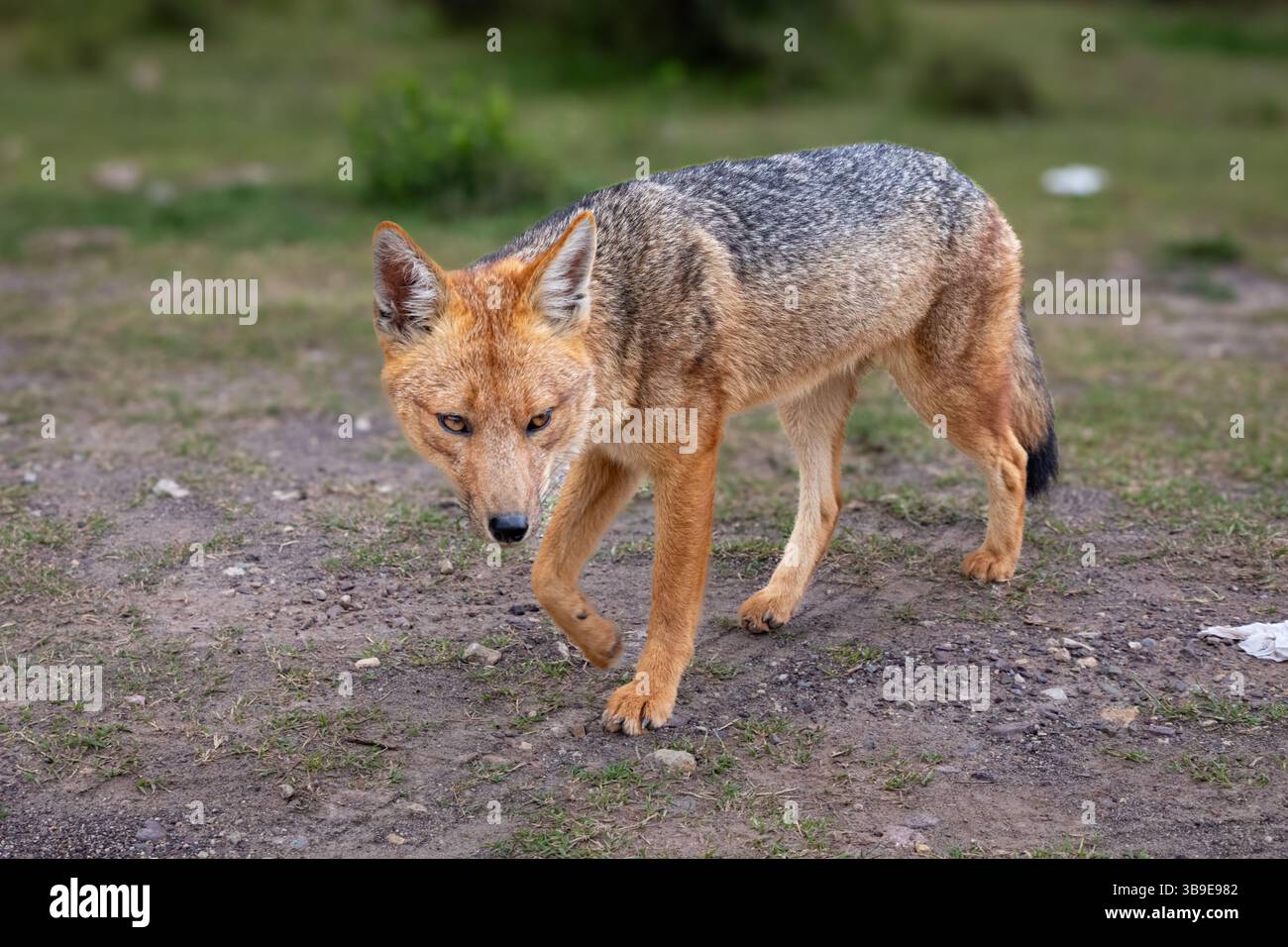 Der Andenfuchs oder culpeo zorro (lycalopex culpaeus) ist ein enger Verwandter von Wölfen und Schakalen und kein echter Fuchs. Stockfoto