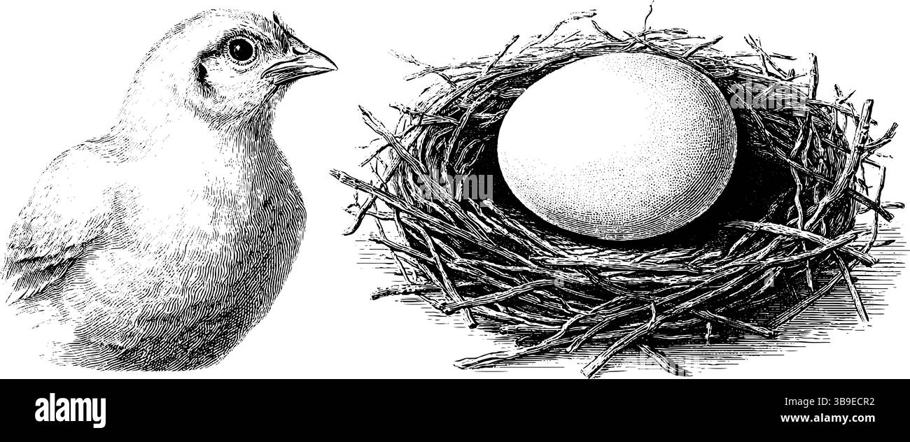 Vintage Gravur von Küken und Nest mit Ei - Natur- und Tiermotiv. Stock Vektor