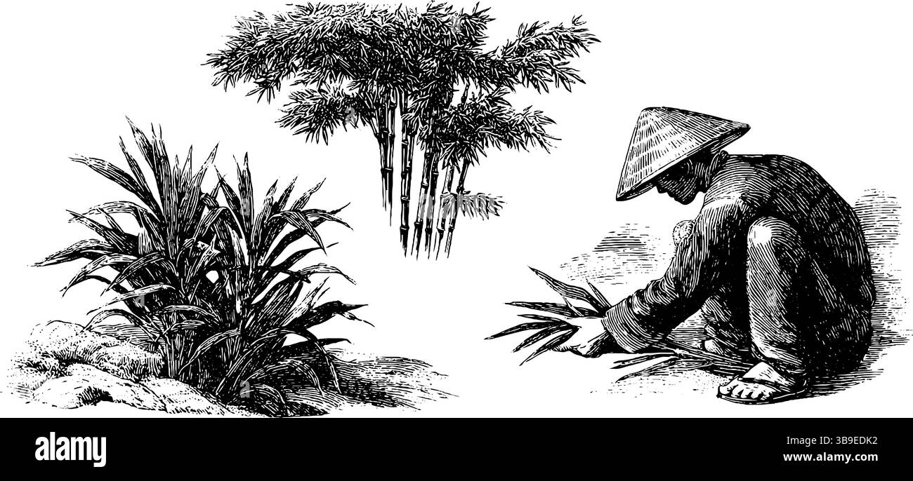 Traditioneller chinesischer Bauer und Bambus-Illustrationsset, das Landwirtschaft und Natur darstellt. Stock Vektor