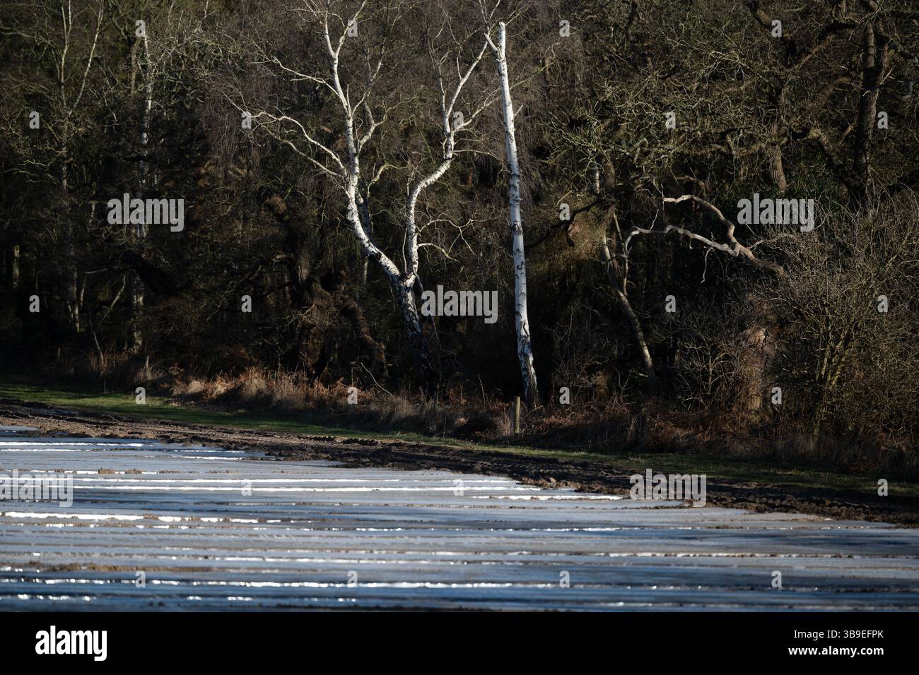 Alte Wälder um Kartoffelkulturen, die mit Vlies bedeckt sind Stockfoto