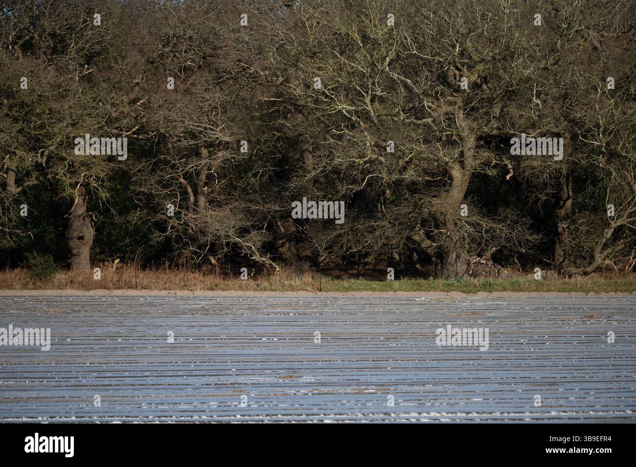 Alte Wälder um Kartoffelkulturen, die mit Vlies bedeckt sind Stockfoto