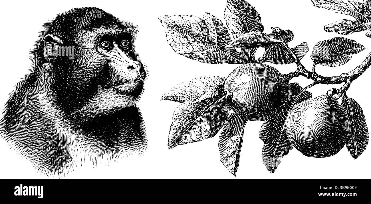 Illustrationsset mit Mandrill- und Feigenbaum mit Gravur für Natur- und Tierwelt. Stock Vektor