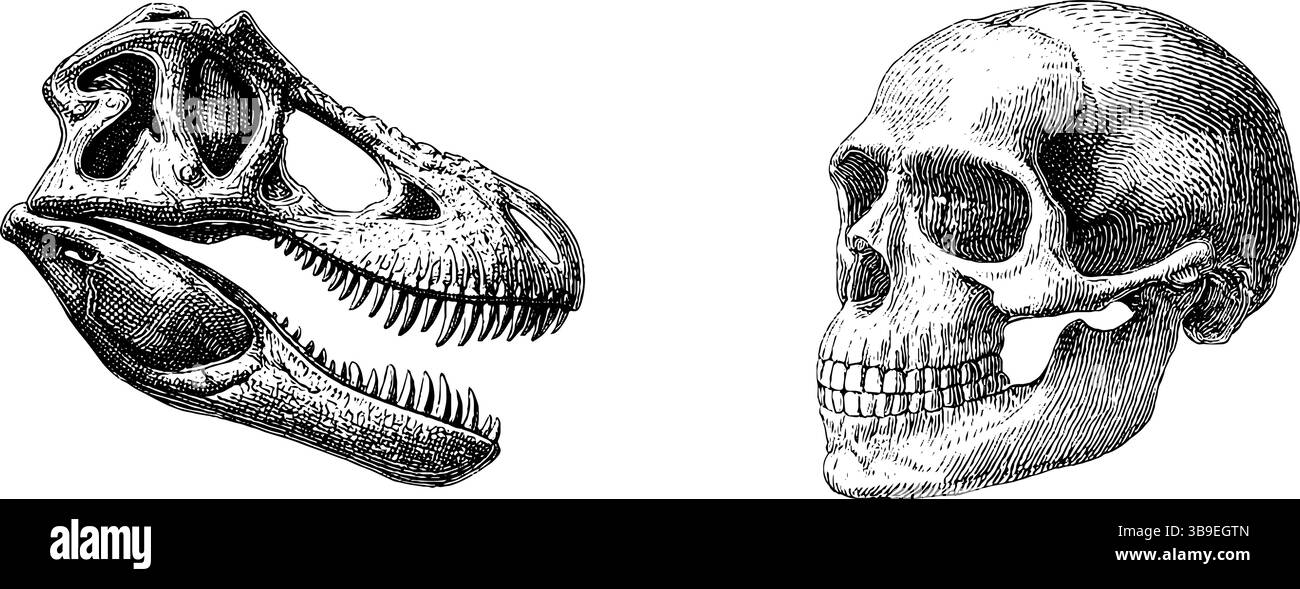 Detaillierte gravierte Illustration des Dinosaurierschädels und der menschlichen Schädelanatomie. Stock Vektor