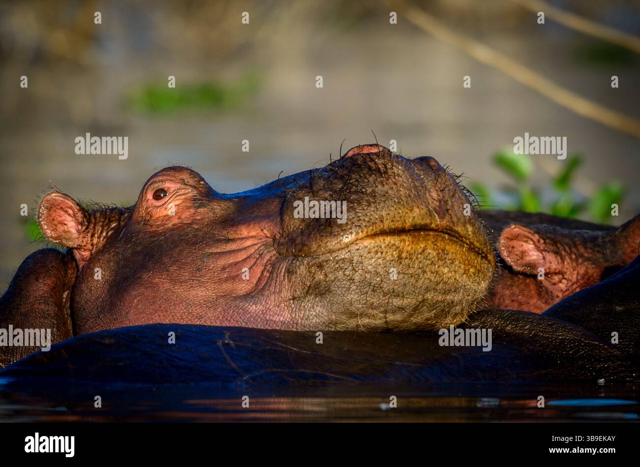 Flusspferd oder Flusspferd (Hippopotamus amphibius). Lake Naivasha. Naivasha. Great Rift Valley. Kenia Stockfoto