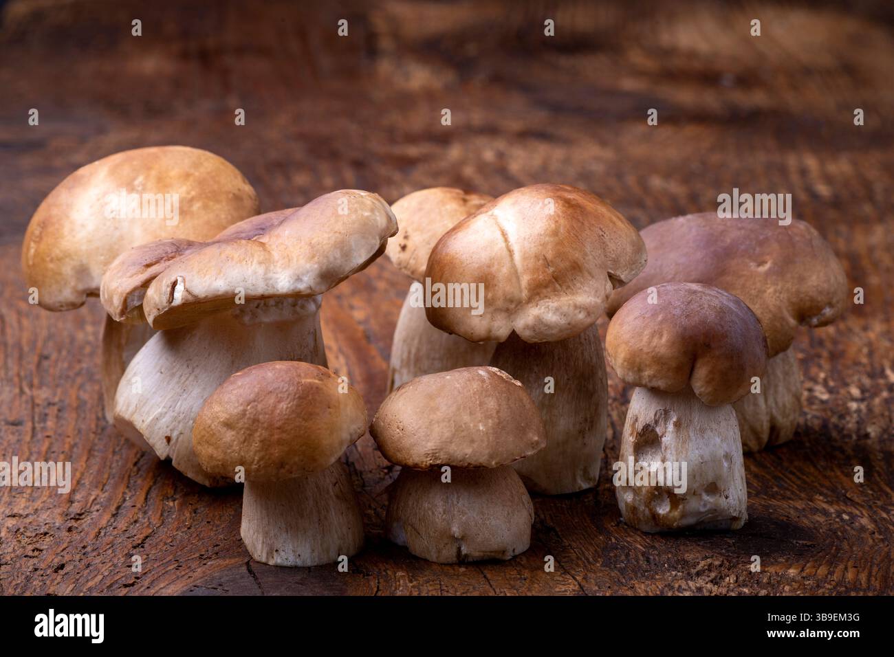 Porcini-Pilze auf rustikalem Holz Stockfoto