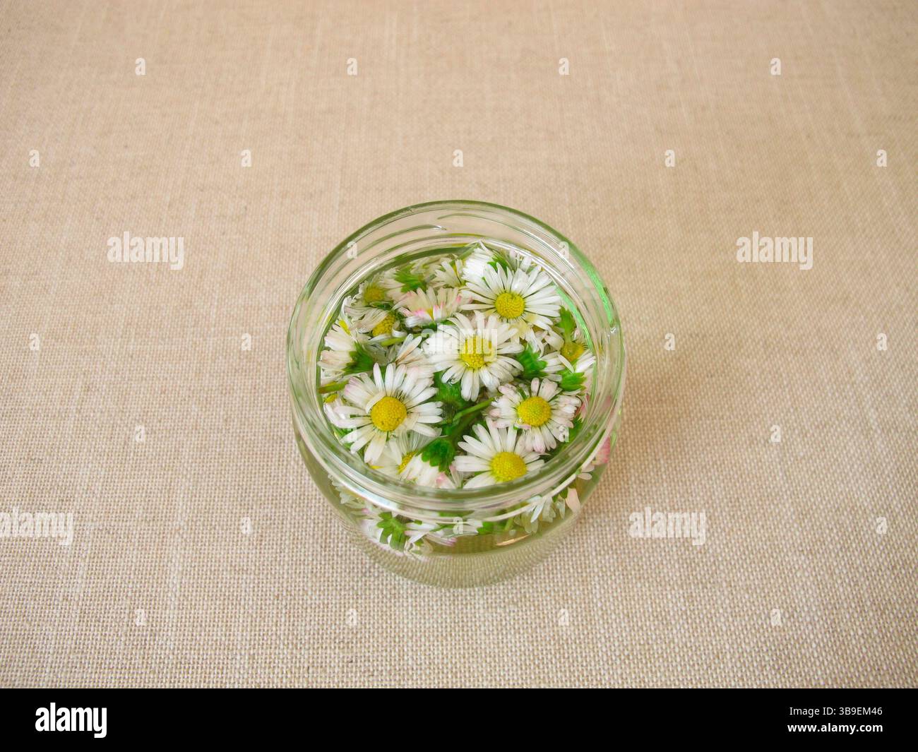 Hausgemachte Gänseblümchen-Tinktur in einem Glas Stockfoto