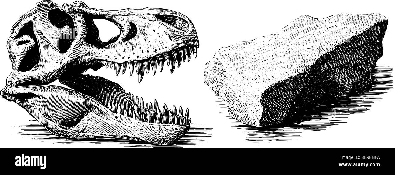 Gravierte Illustration von t-rex Schädel und Fossil. Stock Vektor