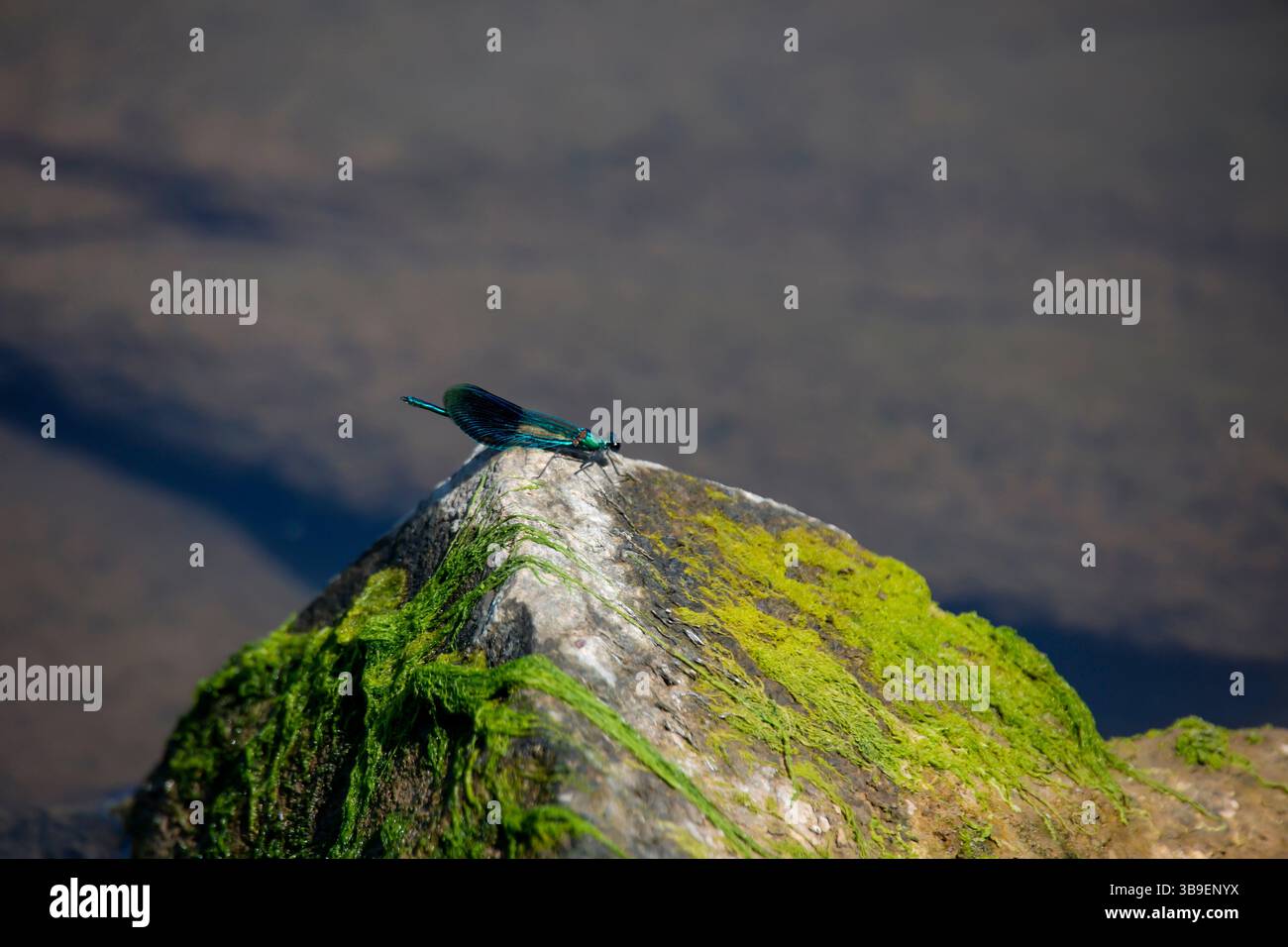 Eine blaue Bänderfliege auf einem Stein am Wasserrand Stockfoto