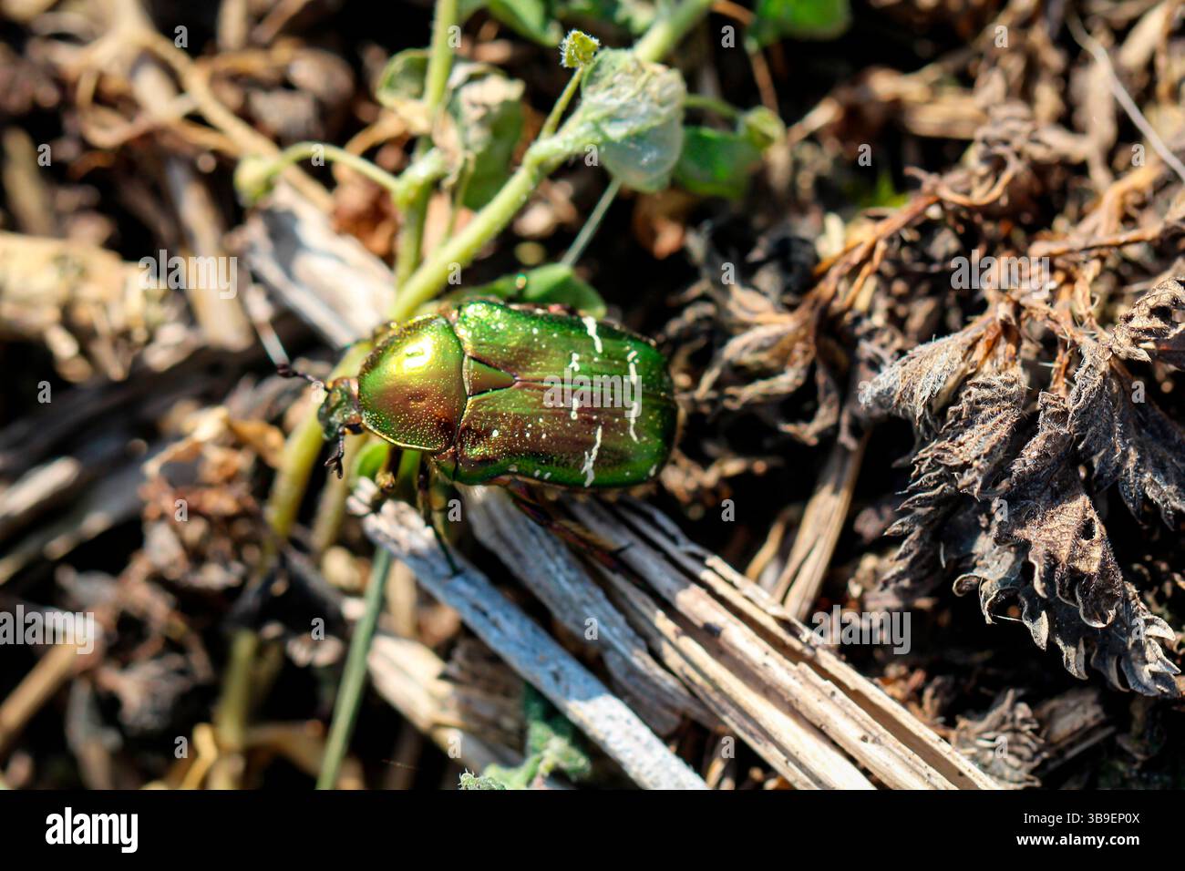 Ein grüner Rosenscheuer krabbelt auf dem Boden Stockfoto
