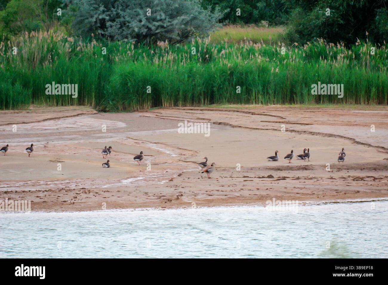 Ägyptische Gänse am Ufer eines Sees Stockfoto