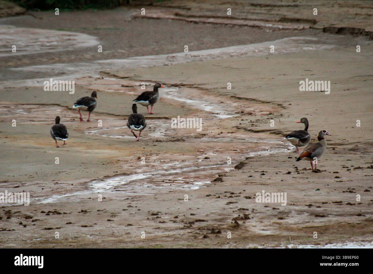 Ägyptische Gänse am Ufer eines Sees Stockfoto