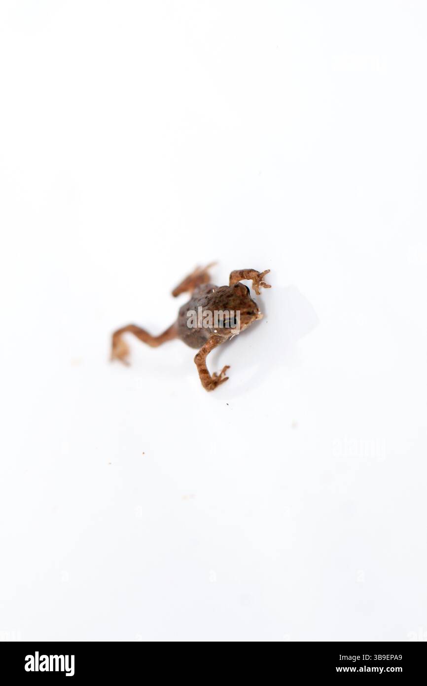 Nahaufnahme eines Babygrasfrosches Stockfoto