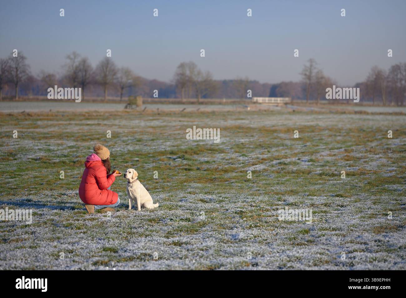 Der junge Labrador sitzt auf der Wiese neben seiner Geliebten Stockfoto