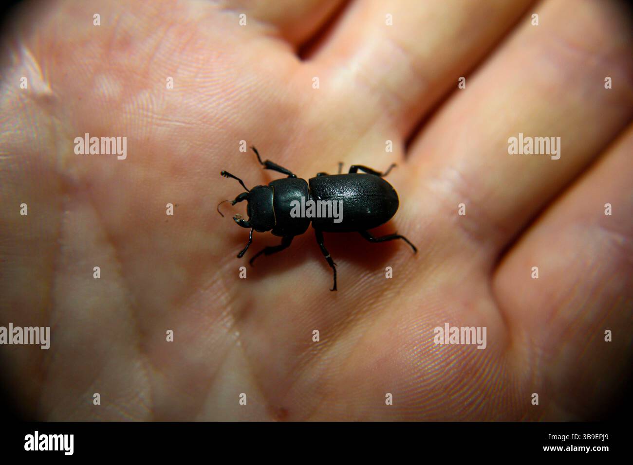 Ein Käfer, ein schwarzer Käfer an einer Hand Stockfoto