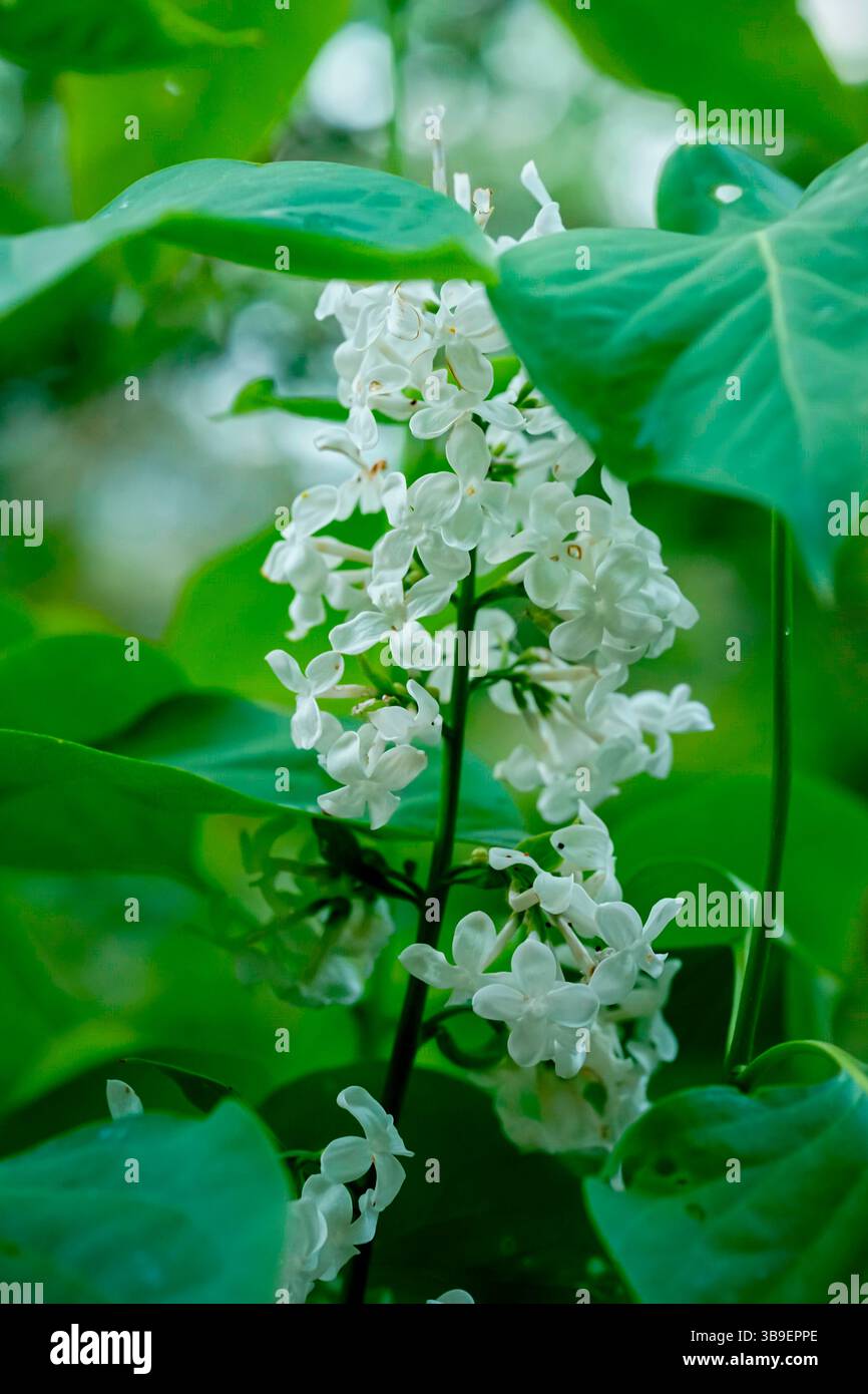 Die Blüten eines gewöhnlichen Flieders Stockfoto