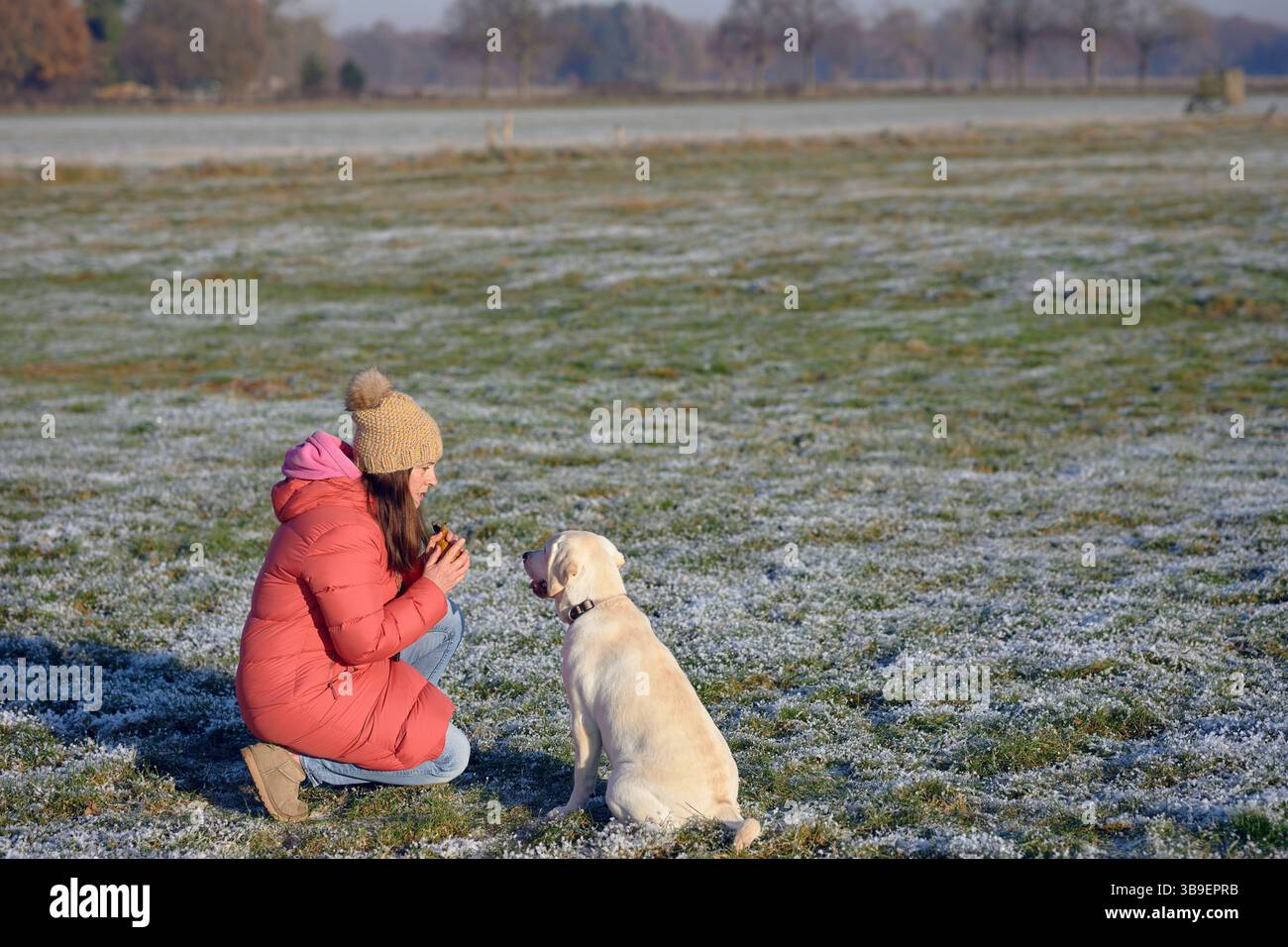 Der junge Labrador sitzt auf der Wiese neben seiner Geliebten Stockfoto
