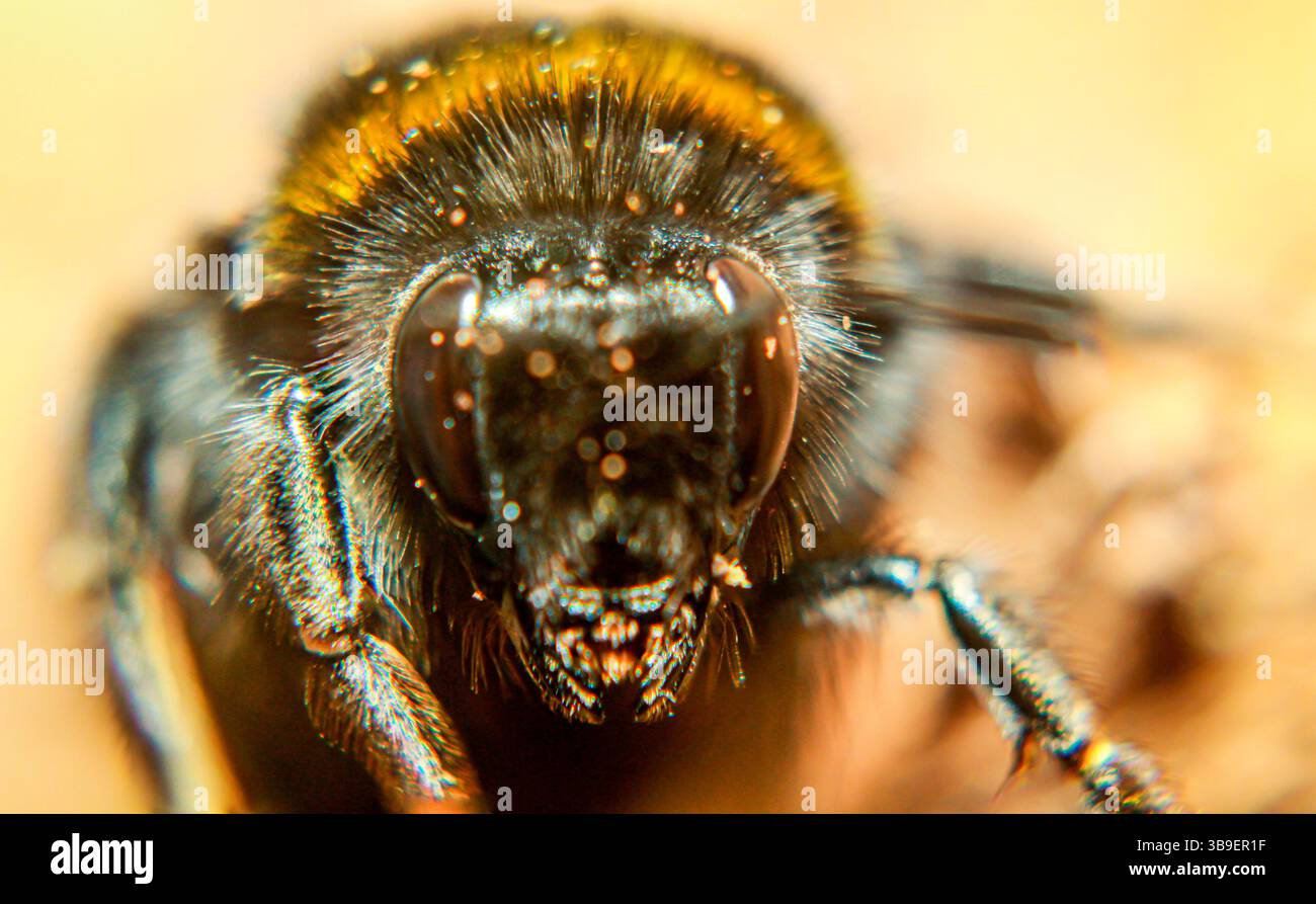 Extreme Nahaufnahme des Kopfes einer Hummel Stockfoto