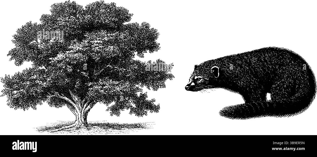 Gravierte Tierillustration mit Binturong und Baum für künstlerische Designs. Stock Vektor