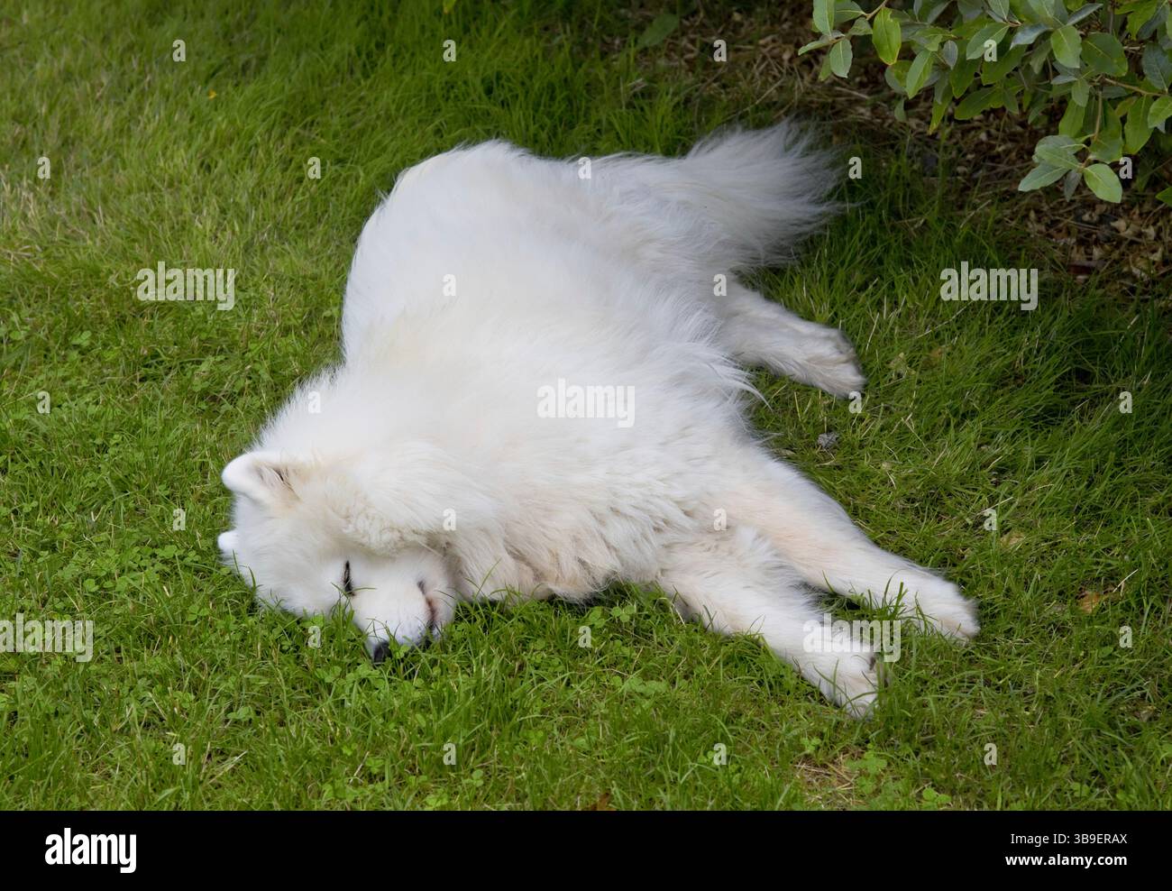 Schlafender samoyed-Hund auf dem grünen Rasen Stockfoto