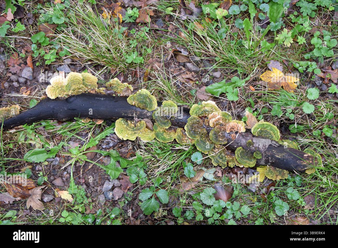 Baum-Pilze Stockfoto