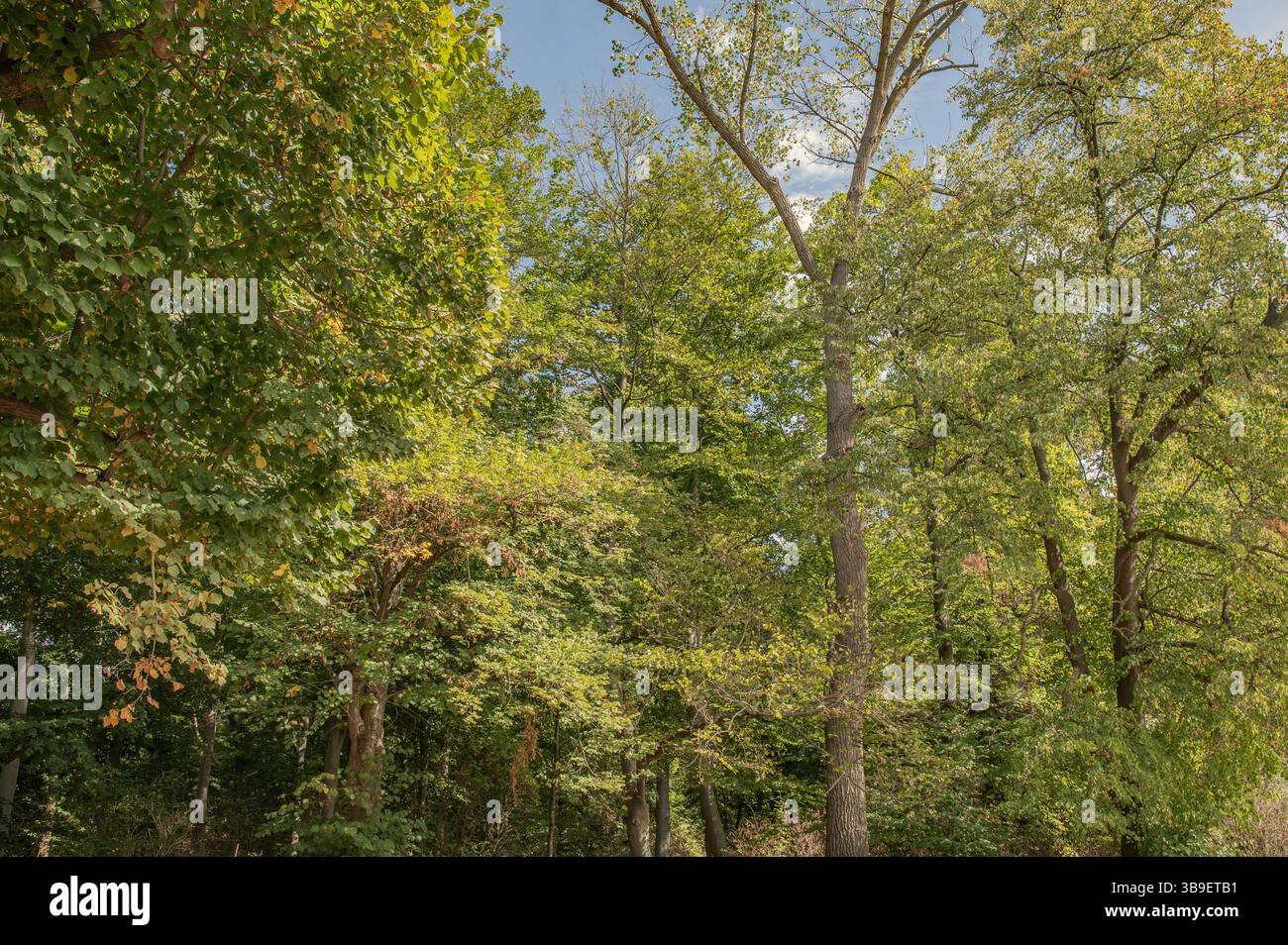 Herbstwald im Kölner Grüngürtel Stockfoto