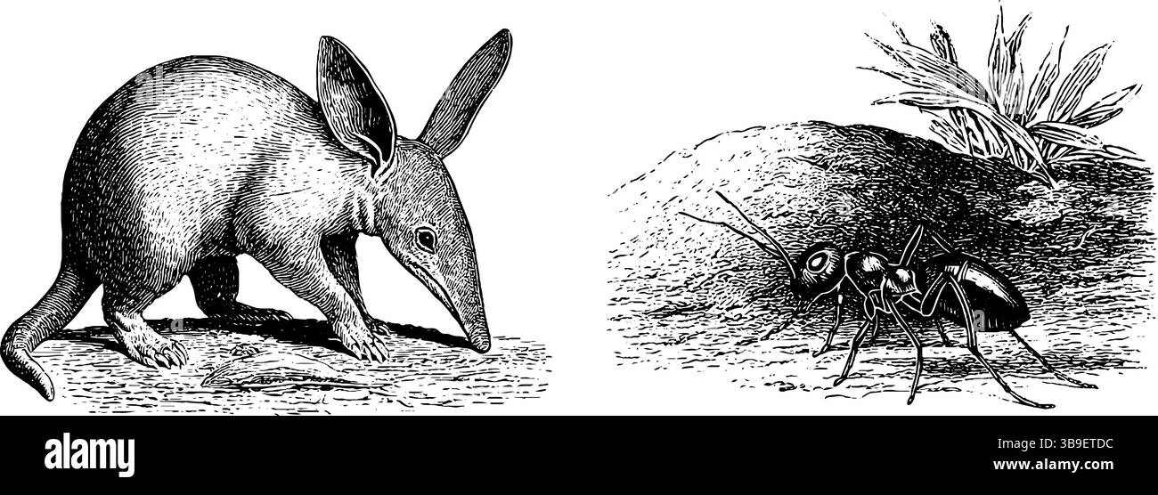 Gravierte Tierillustration von Erdvark und Ameisen für Naturdesign. Stock Vektor