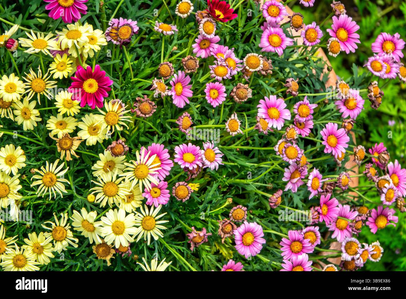 Schöne Blüte zu Beginn des Frühlings, nach dem Märzregen Stockfoto