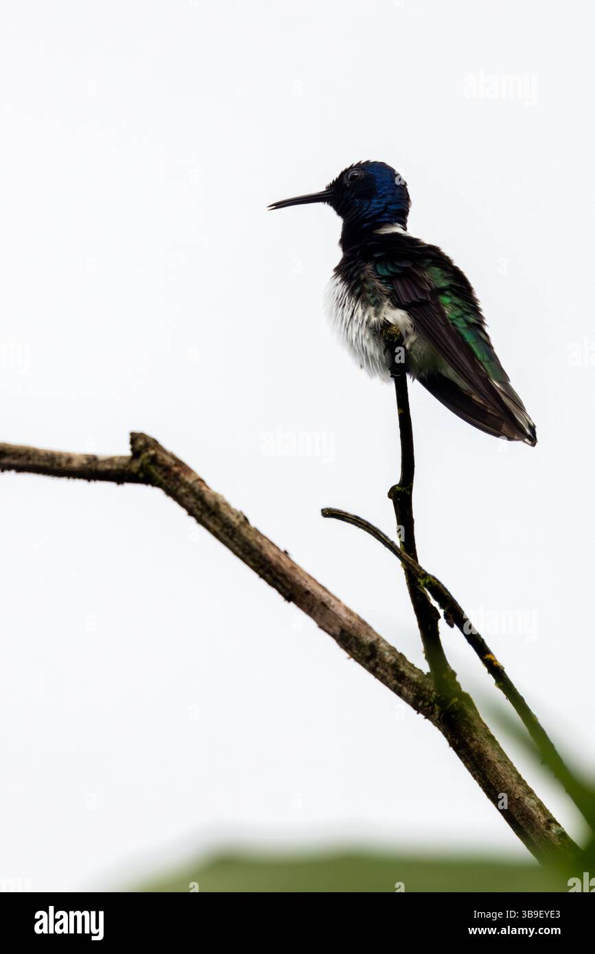 Weiß-necked jakobinischen Stockfoto