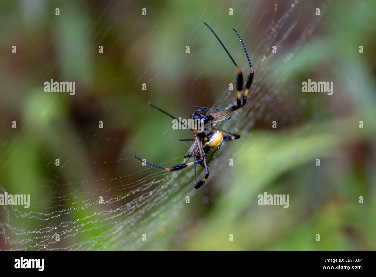 Goldener Kugelweber Stockfoto