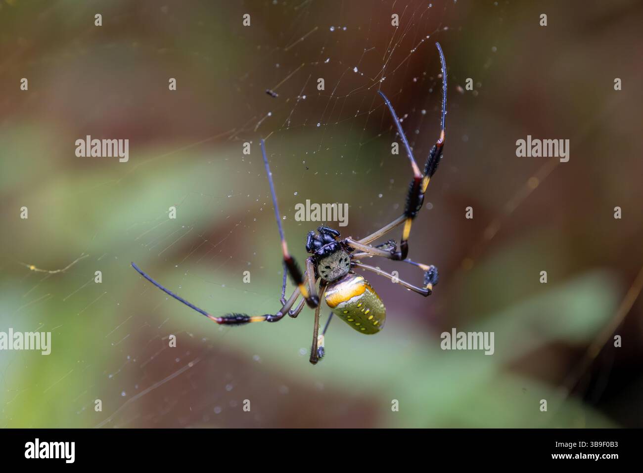 Goldener Kugelweber Stockfoto