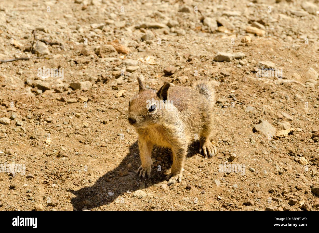 Neugieriges richtiges Eichhörnchen Stockfoto