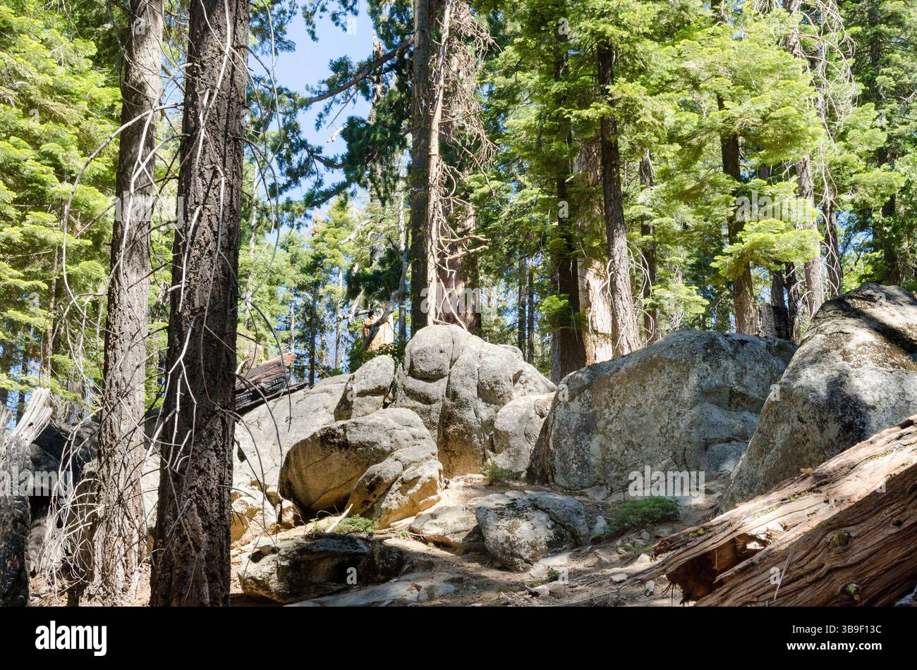 Steine, Steine und Nadelbäume im Mariposa Grove Stockfoto