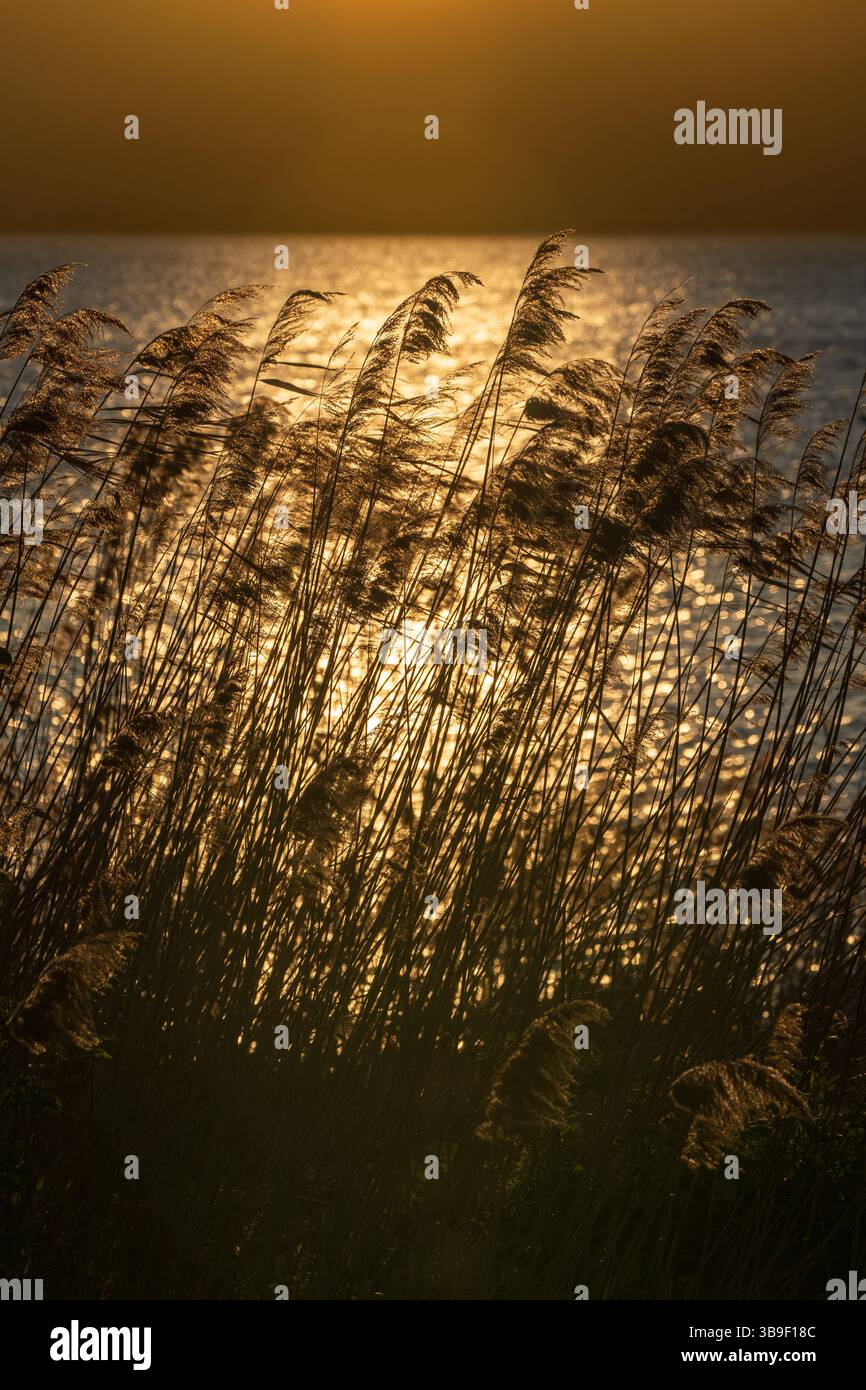 Golden Reeds: Morgenlicht über dem See Stockfoto
