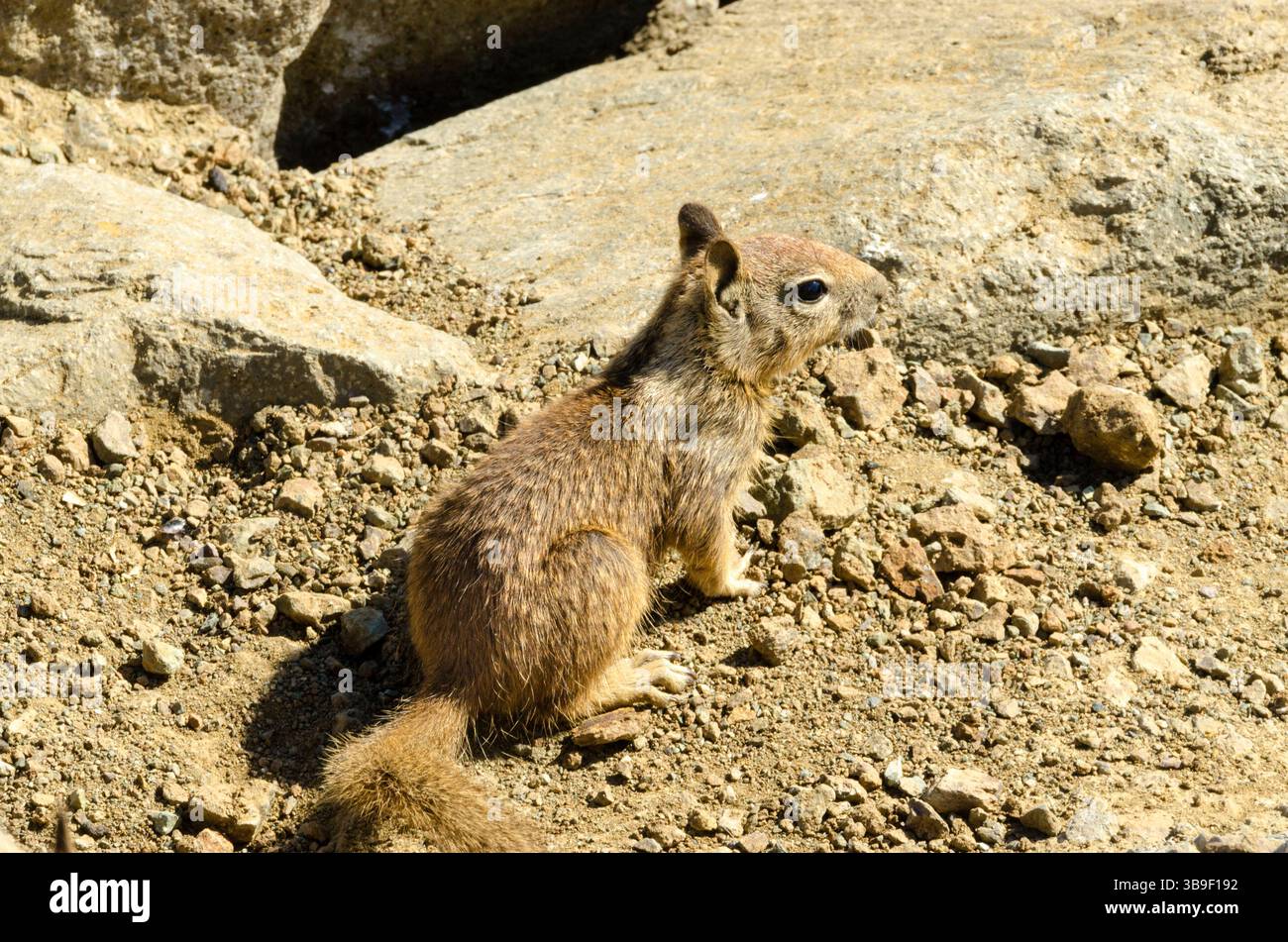 Echte Eichhörnchen auf der Tour Stockfoto