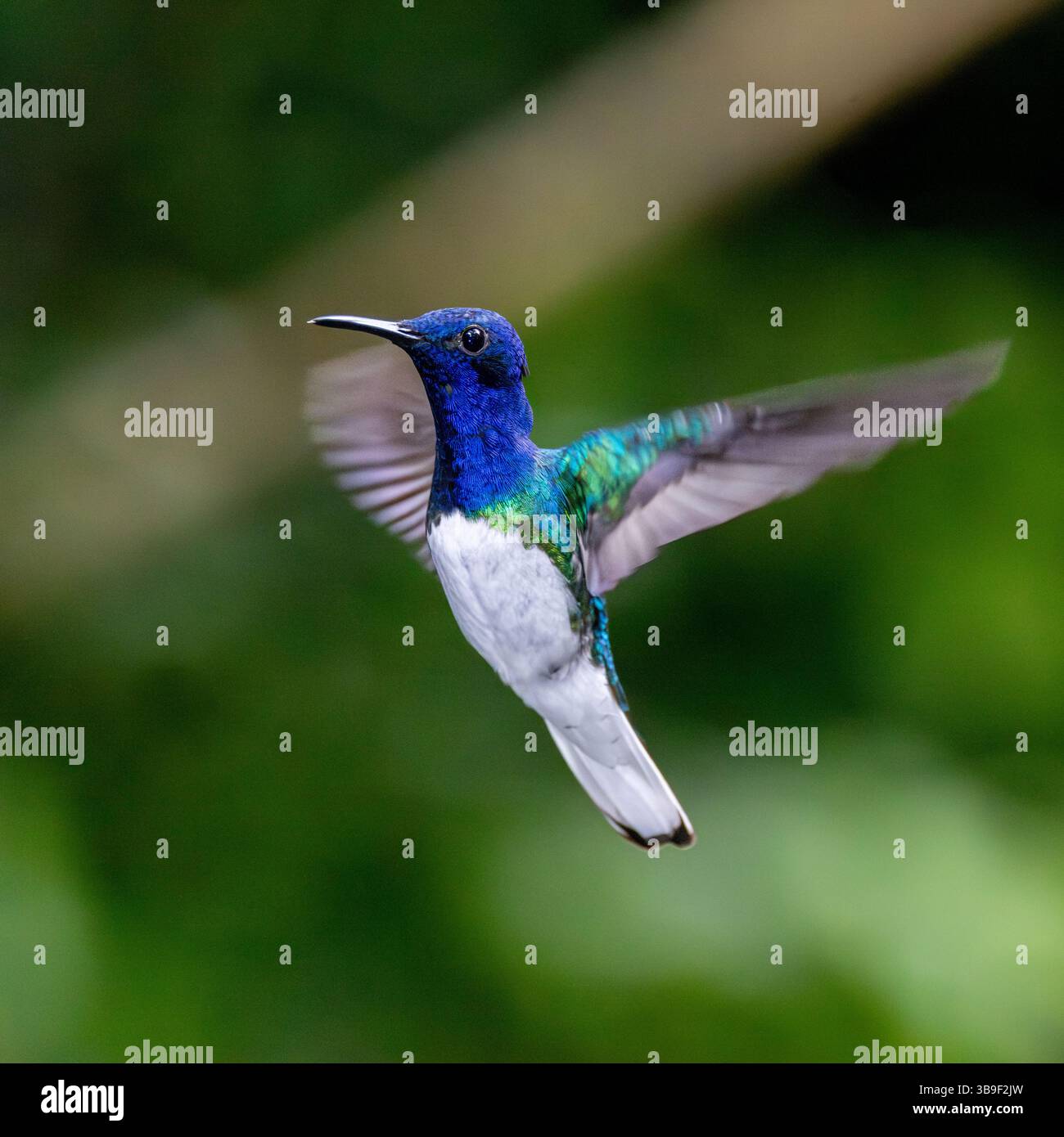 Männlicher weisshalsjacobin Stockfoto