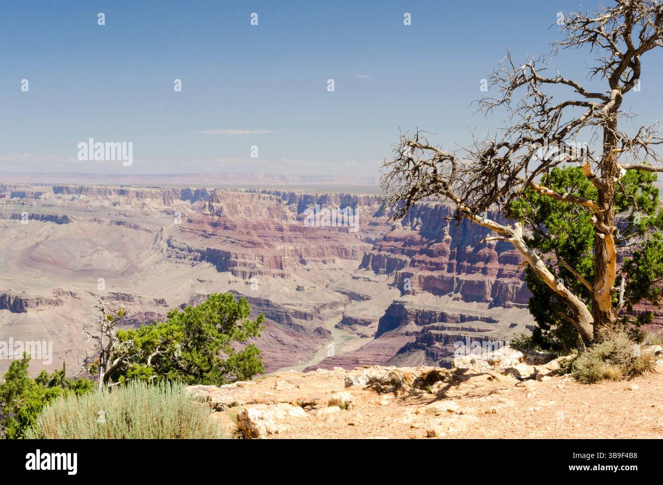 Vom Wind verwundeter Baum auf der Klippe des Grand Canyon Stockfoto