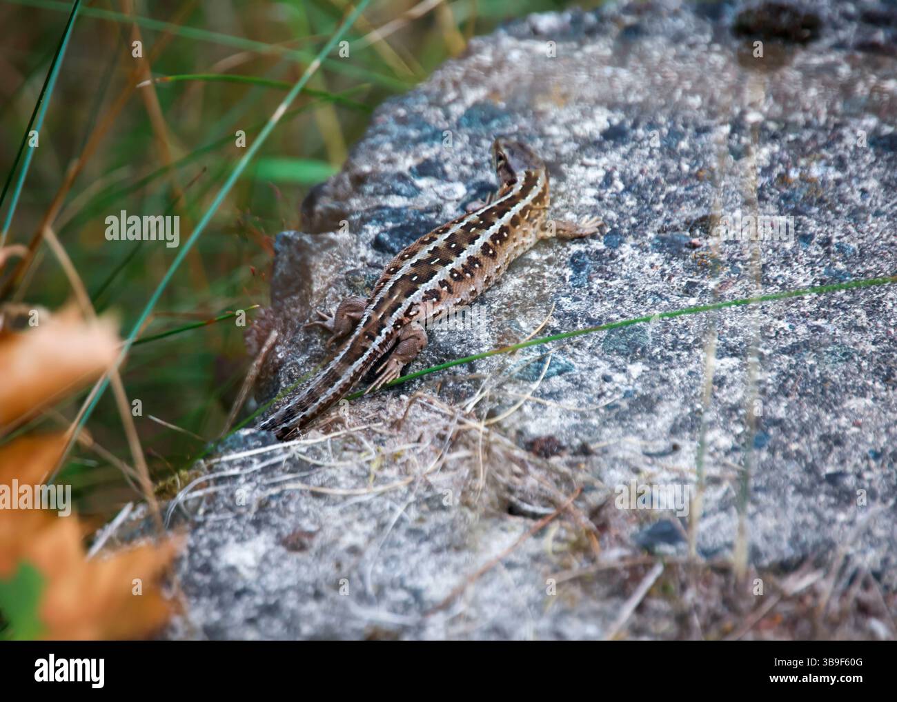 Nahaufnahme einer Sandechse, die sich auf einem Stein sonnt Stockfoto