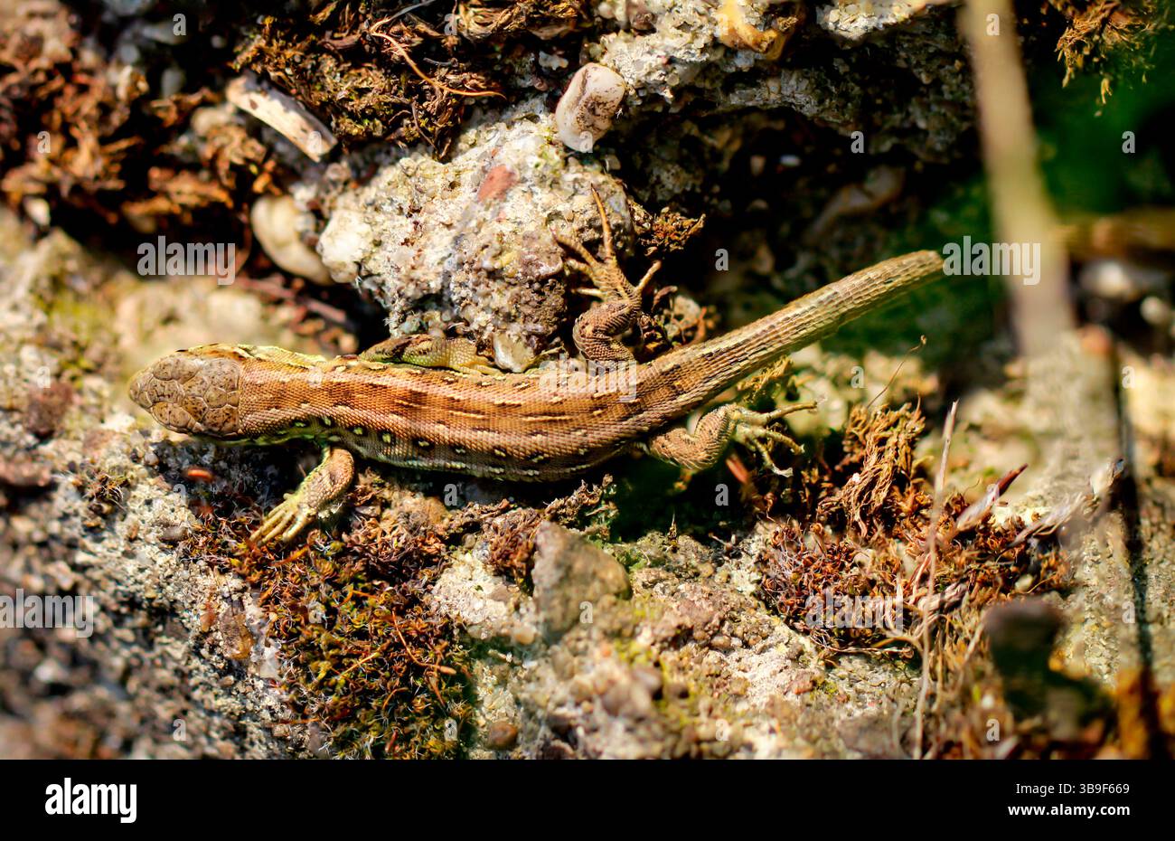 Nahaufnahme einer Sandechse, die sich auf einem Stein sonnt Stockfoto
