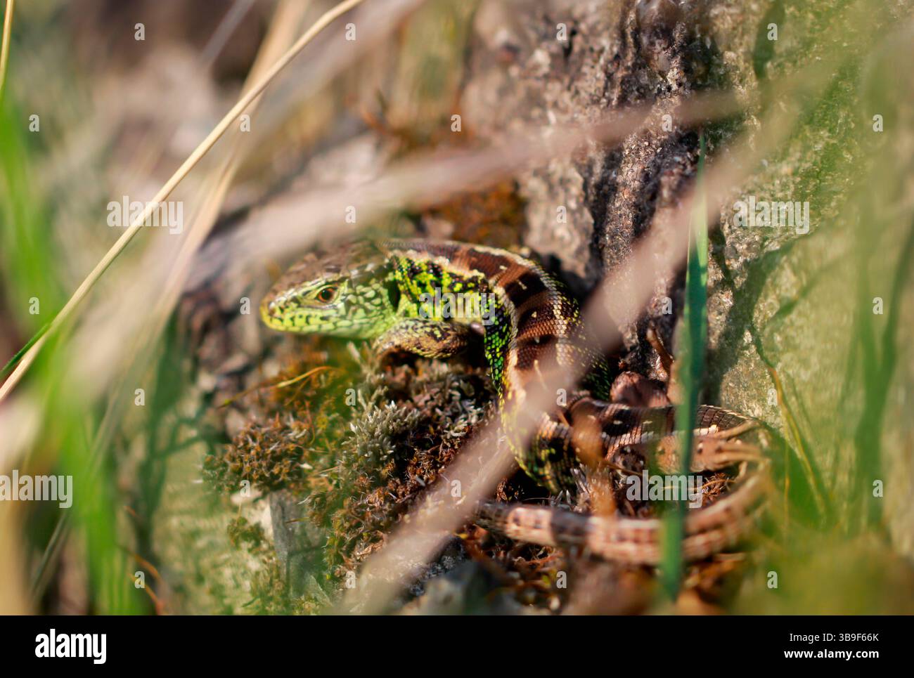 Nahaufnahme einer Sandechse, die sich auf einem Stein sonnt Stockfoto
