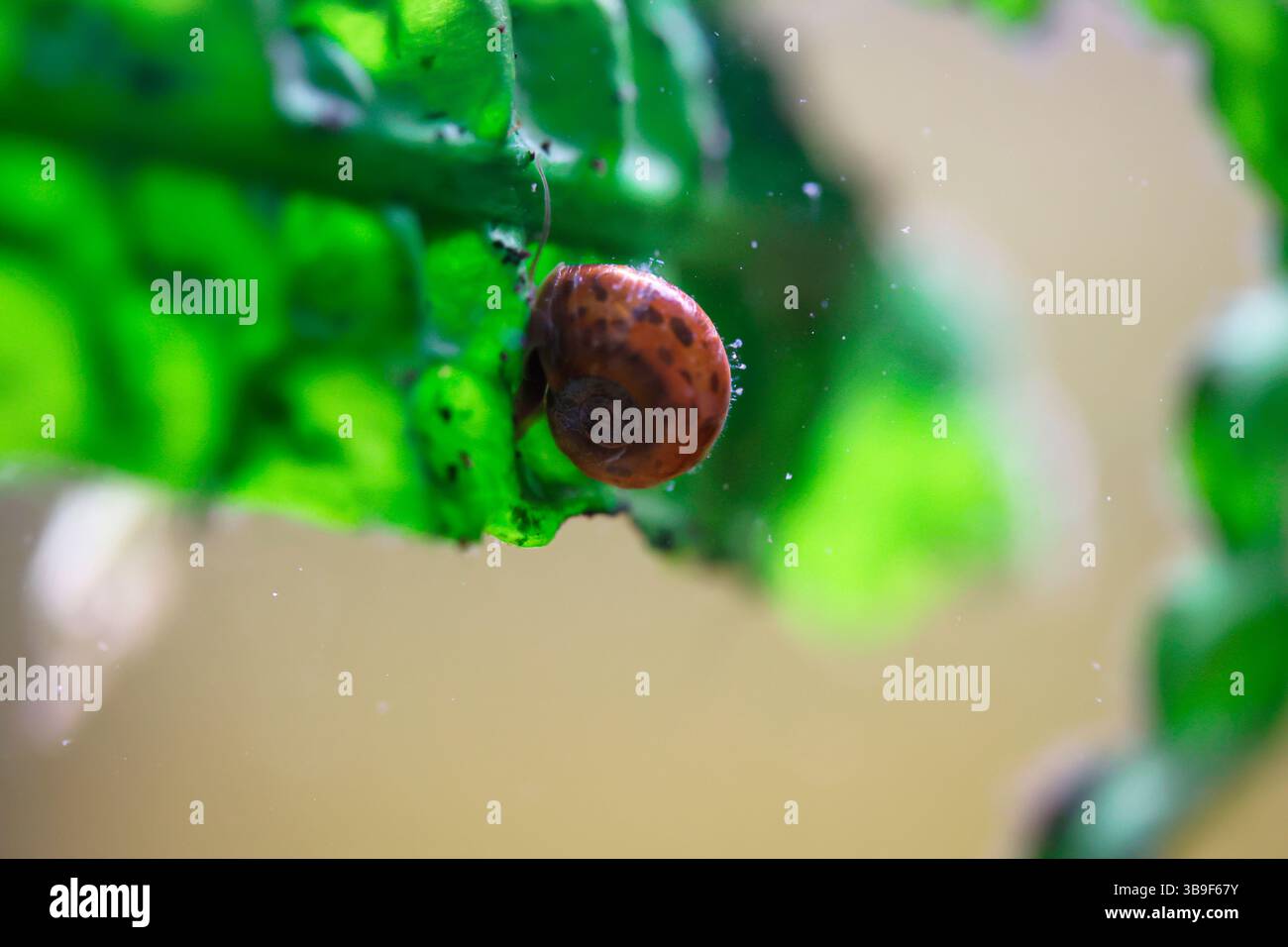 Eine Pfostenhornschnecke im Aquarium. Seine Schale ist wie ein Pfostenhorn geformt Stockfoto