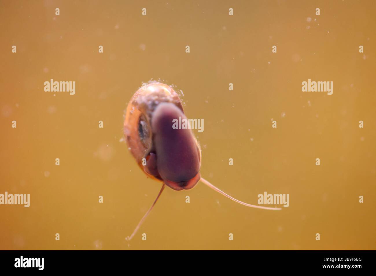Eine Pfostenhornschnecke im Aquarium. Seine Schale ist wie ein Pfostenhorn geformt Stockfoto