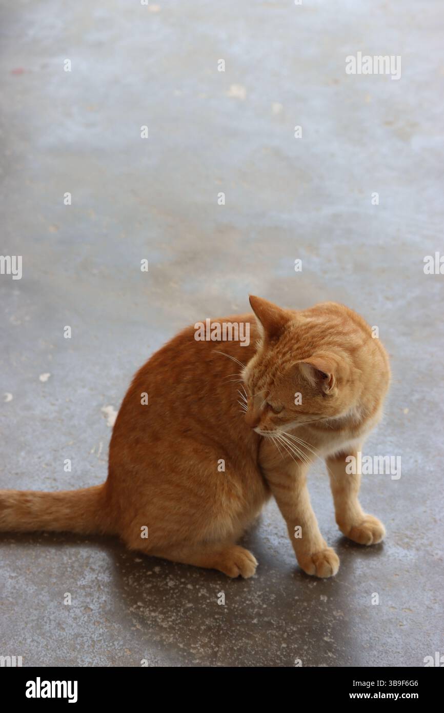 Eine schöne Katze auf der Straße, Tansania, Afrika Stockfoto
